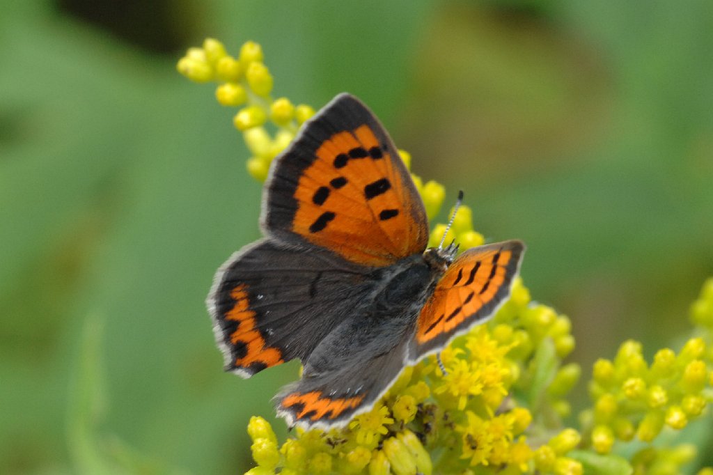 001 2011-08184202 Broad Meadow Brook, MA.JPG - American Copper Butterfly (Lycaena phlaeas). Broad Meadow Brook Wildlife Sanctuary, MA, 8-18-2011